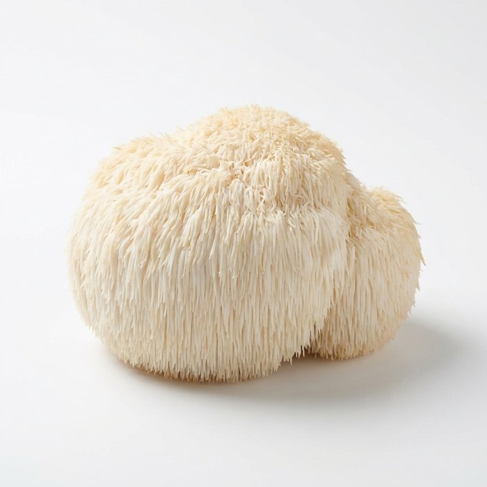Lion's Mane