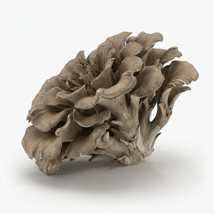 Maitake