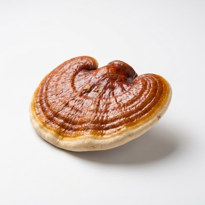 Reishi